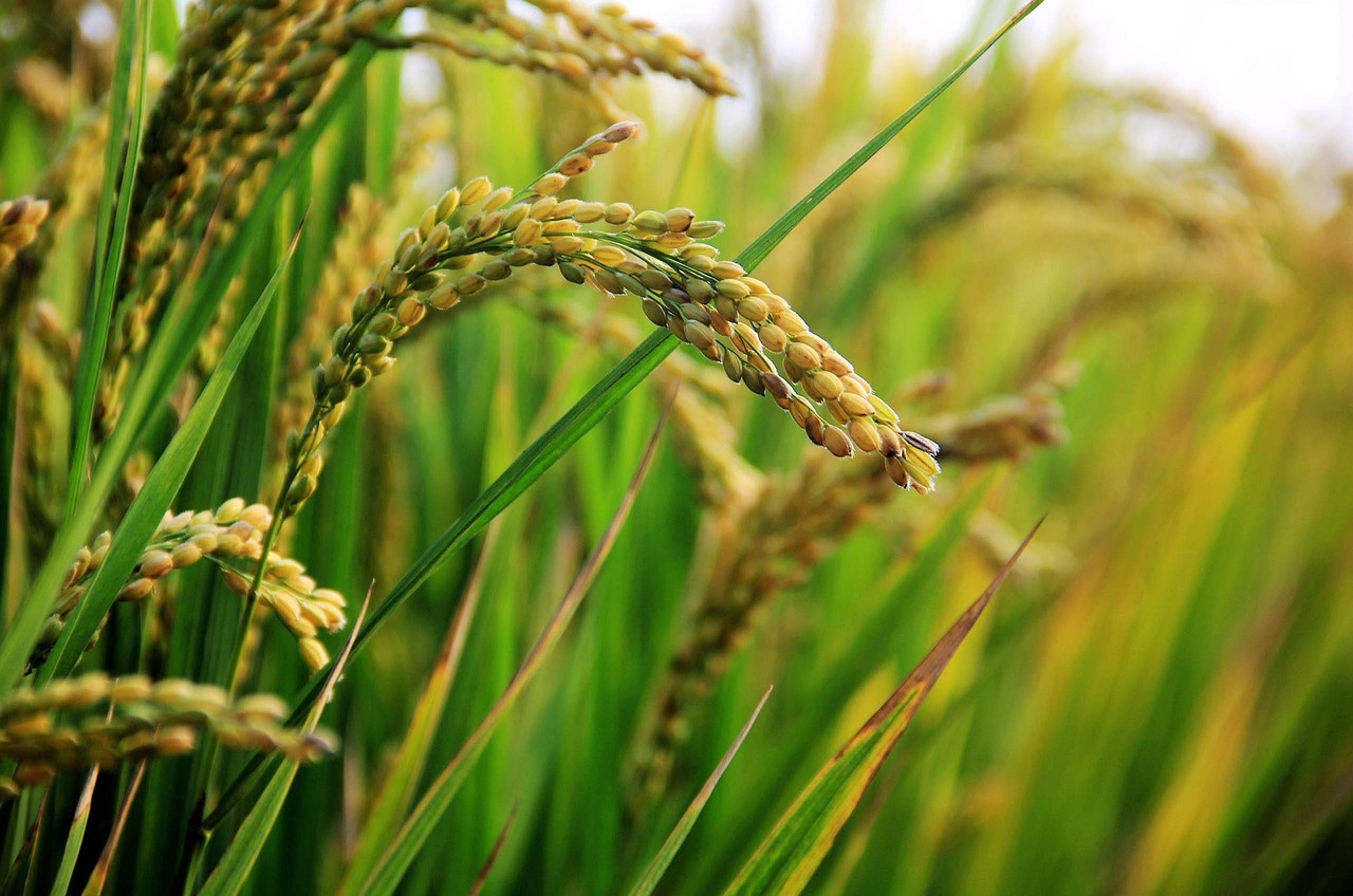 AGVITT Farming Solutions
